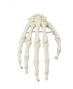 Erler-Zimmer Skeleton Hand Model